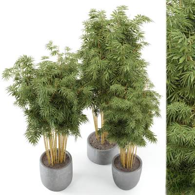 植物竹组